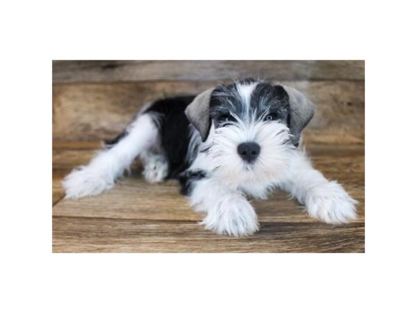 Miniature Schnauzer DOG Male Salt / Pepper 11754 Petland Henderson, Nevada