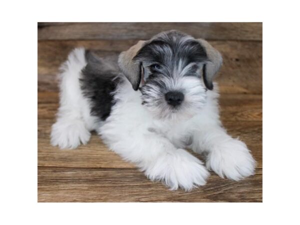 Miniature Schnauzer DOG Male Salt / Pepper 11755 Petland Henderson, Nevada