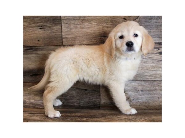 Golden Retriever-DOG-Female-Golden-11762-Petland Henderson, Nevada
