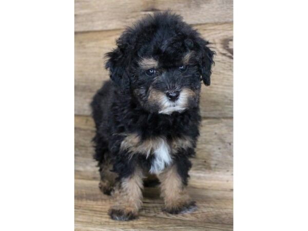 Lhasapoo DOG Male Black / Tan 11764 Petland Henderson, Nevada