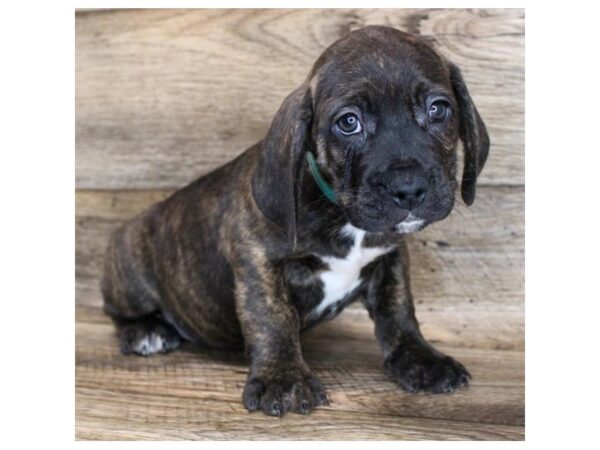 Freagle-DOG-Male-Brindle-11763-Petland Henderson, Nevada