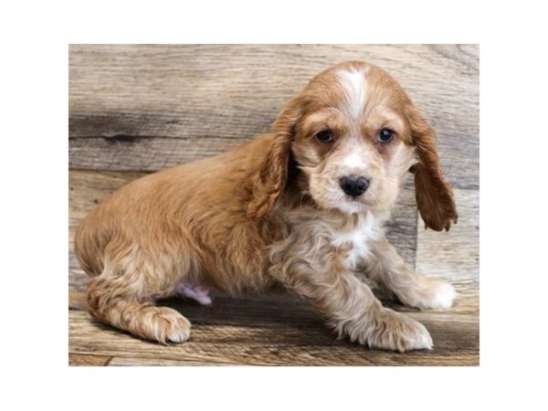 Cocker Spaniel DOG Male Red 11760 Petland Henderson, Nevada