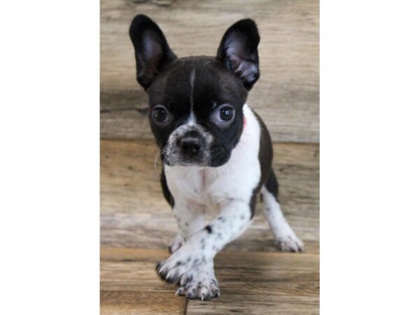 Boston Terrier DOG Female Black / White 11758 Petland Henderson, Nevada