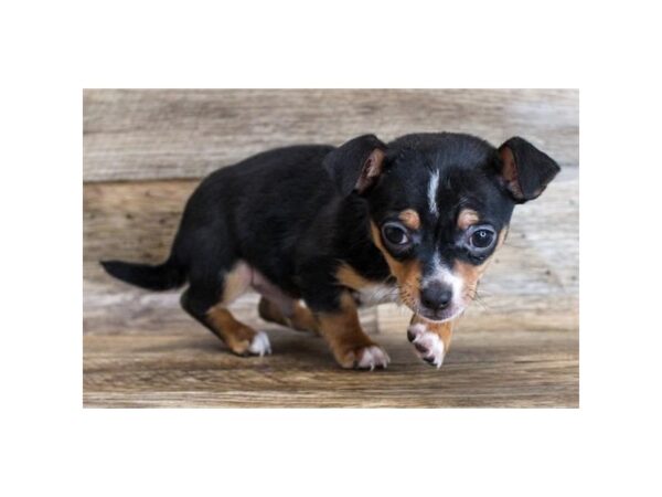 Chihuahua DOG Male Black / Tan 11759 Petland Henderson, Nevada