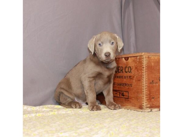 Labrador Retriever DOG Male Silver 11780 Petland Henderson, Nevada