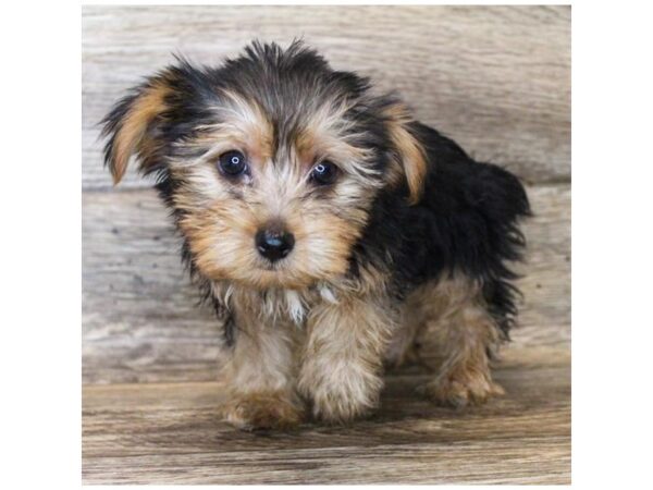 Yorkshire Terrier DOG Female Black / Gold 11784 Petland Henderson, Nevada