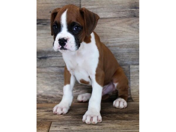 Boxer DOG Male Fawn 11775 Petland Henderson, Nevada