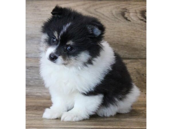Pomeranian-DOG-Male-Black / Tan-11782-Petland Henderson, Nevada