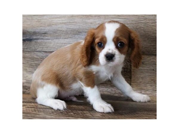 Cavalier King Charles Spaniel DOG Male Blenheim 11776 Petland Henderson, Nevada