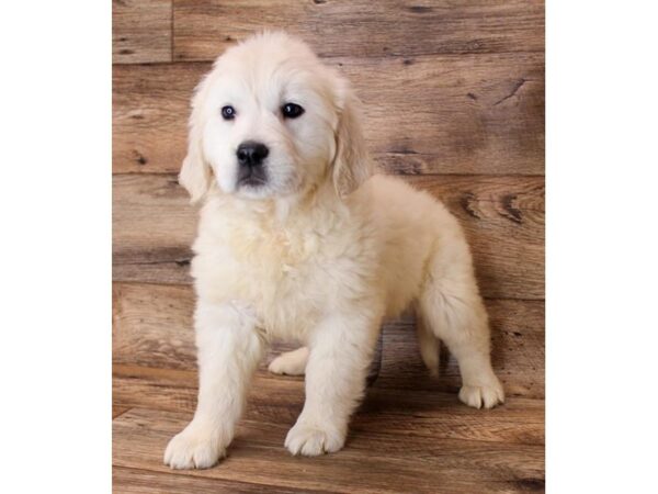 Golden Retriever-DOG-Female-Light Golden-11778-Petland Henderson, Nevada
