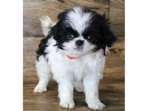 Japanese Chin DOG Female Black / White 11779 Petland Henderson, Nevada