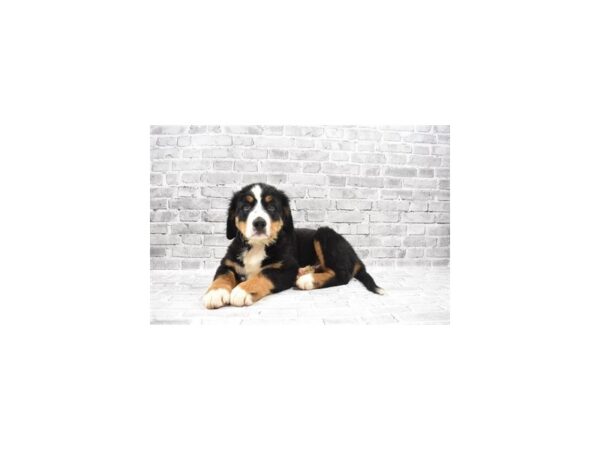 Bernese Mountain Dog DOG Male Black Rust and White 11785 Petland Henderson, Nevada