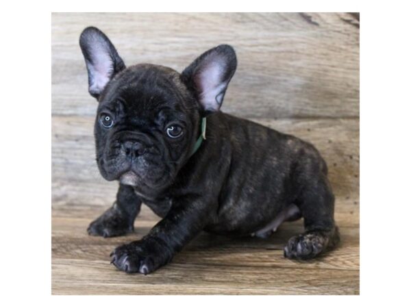 French Bulldog DOG Male Brindle 11795 Petland Henderson, Nevada