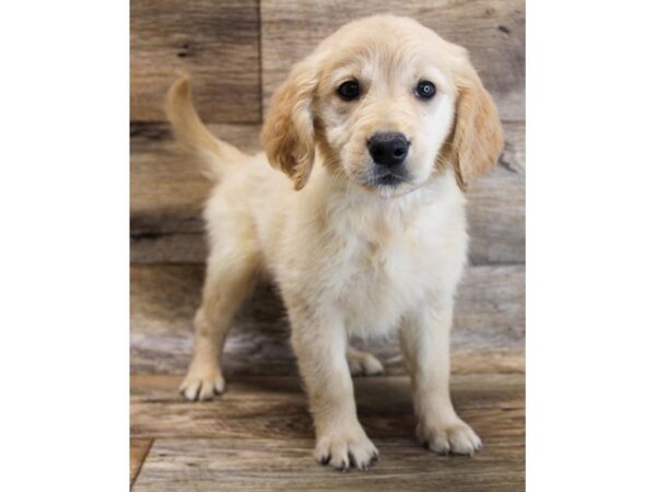Golden Retriever-DOG-Female-Golden-11796-Petland Henderson, Nevada