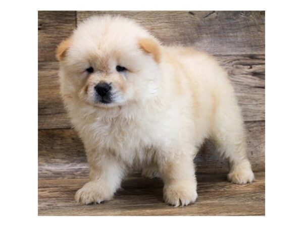 Chow Chow DOG Male Cream 11792 Petland Henderson, Nevada