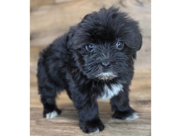 Morkie-DOG-Male-Black-11794-Petland Henderson, Nevada