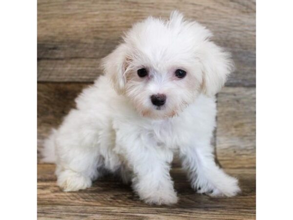 Maltese DOG Female White 11797 Petland Henderson, Nevada