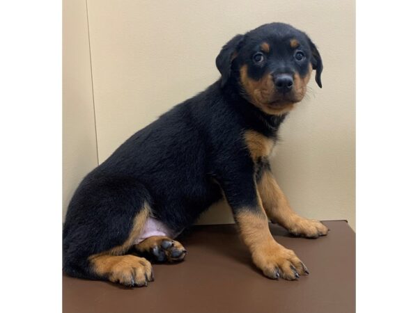 Rottweiler DOG Female Black / Tan 11787 Petland Henderson, Nevada