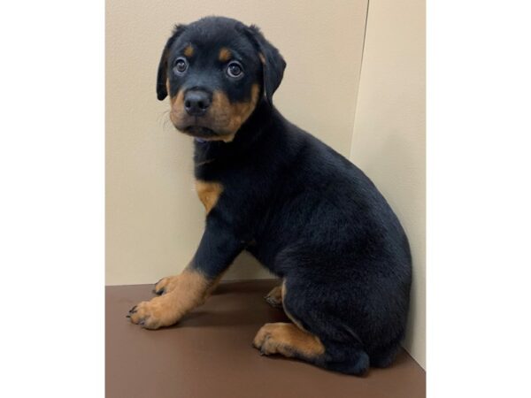 Rottweiler DOG Male Black / Tan 11789 Petland Henderson, Nevada