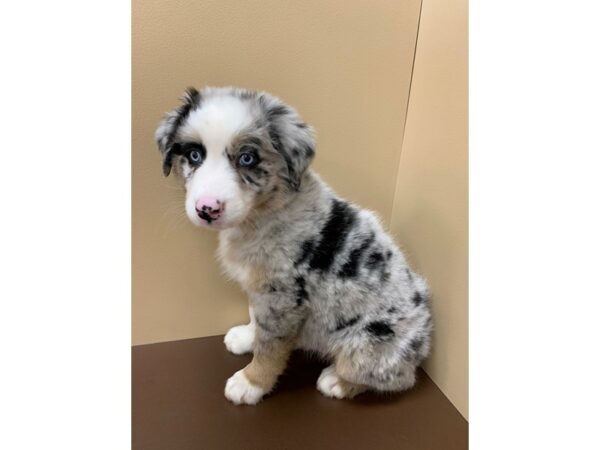 Australian Shepherd DOG Male Blue Merle / White 11790 Petland Henderson, Nevada