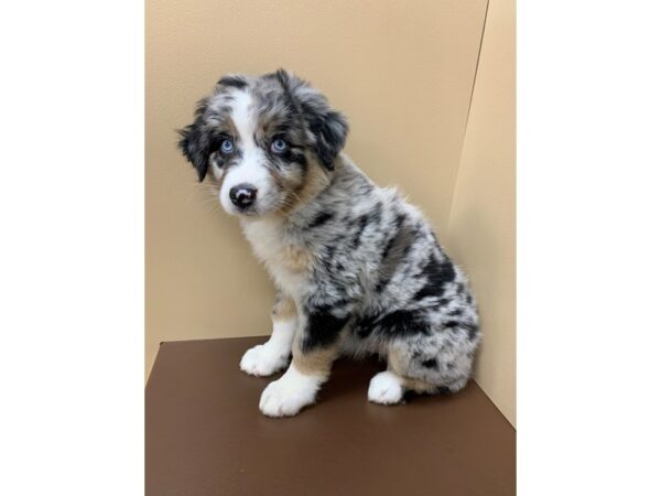 Australian Shepherd DOG Male Blue Merle / White 11791 Petland Henderson, Nevada