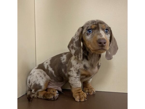 Dachshund DOG Male Chocolate Dapple 11786 Petland Henderson, Nevada