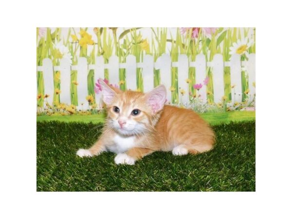 Domestic Cat-CAT-Male-Orange-11807-Petland Henderson, Nevada