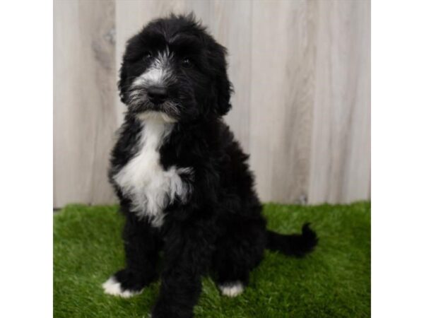 Portuguese Water Dog-DOG-Female-Black-11800-Petland Henderson, Nevada