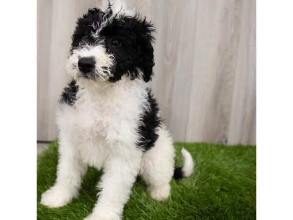 Portuguese Water Dog-DOG-Female-Black / White-11801-Petland Henderson, Nevada