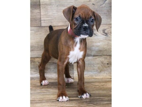 Boxer-DOG-Female-Fawn-11804-Petland Henderson, Nevada