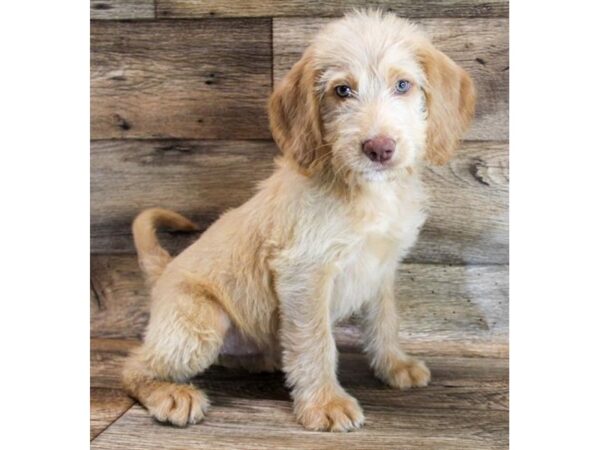 Labradoodle DOG Female Yellow 11803 Petland Henderson, Nevada