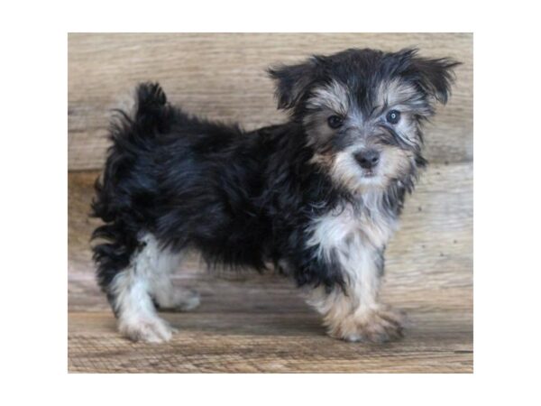 Morkie-DOG-Male-Black / Tan-11802-Petland Henderson, Nevada