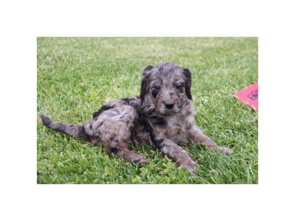 Goldendoodle DOG Female Blue Merle 11798 Petland Henderson, Nevada