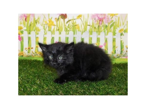 Domestic Cat-CAT-Male-Black-11805-Petland Henderson, Nevada