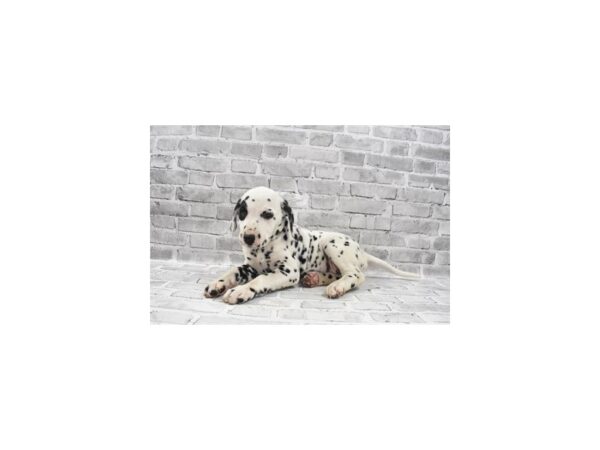 Dalmatian DOG Female White and Black 11817 Petland Henderson, Nevada