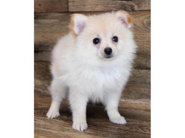 Pomeranian-DOG-Male-Cream-11810-Petland Henderson, Nevada