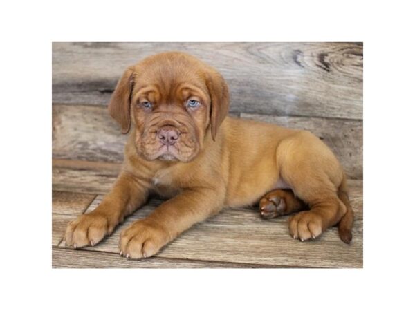 Dogue de Bordeaux DOG Female Red 11811 Petland Henderson, Nevada