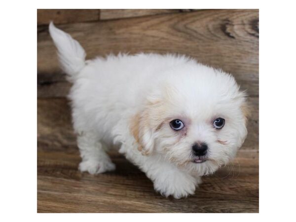 Teddy Bear-DOG-Female-White-11813-Petland Henderson, Nevada
