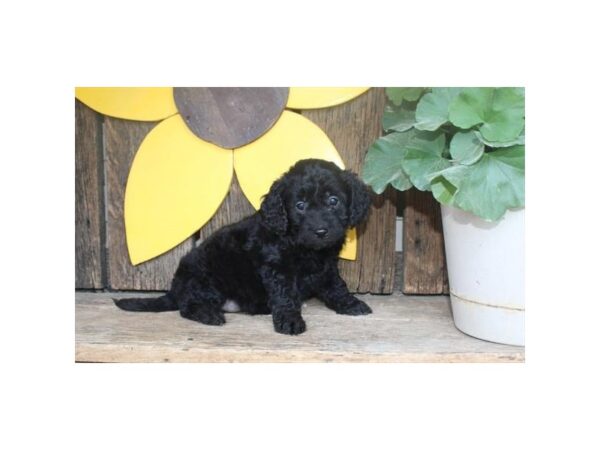 Mini Goldendoodle DOG Female Black 11818 Petland Henderson, Nevada