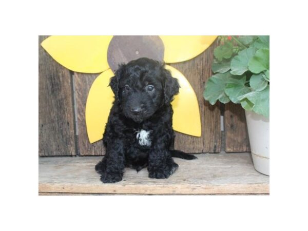 Mini Goldendoodle DOG Male Black 11819 Petland Henderson, Nevada