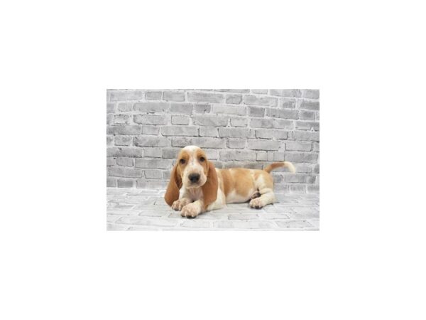 Basset Hound DOG Male Lemon and White 11831 Petland Henderson, Nevada