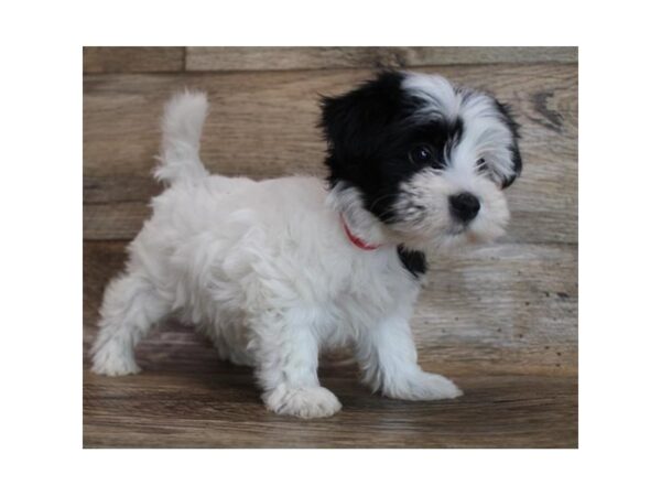 Shorkie DOG Female Black / White 11826 Petland Henderson, Nevada