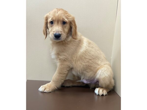 Golden Retriever-DOG-Male-Golden-11835-Petland Henderson, Nevada
