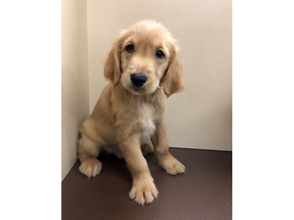 Golden Retriever-DOG-Male-Golden-11836-Petland Henderson, Nevada