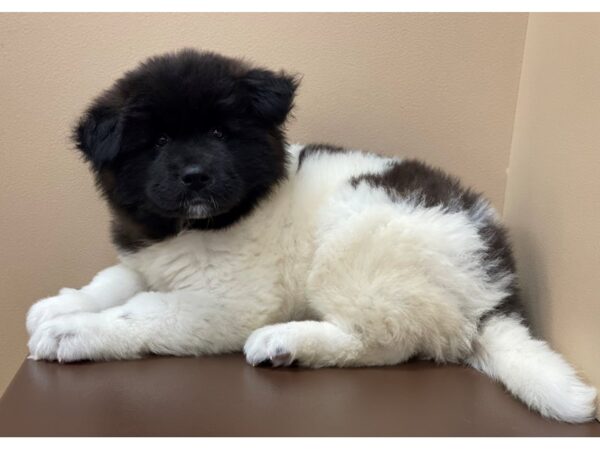 Akita DOG Female Fawn/ Black Overlay 11833 Petland Henderson, Nevada