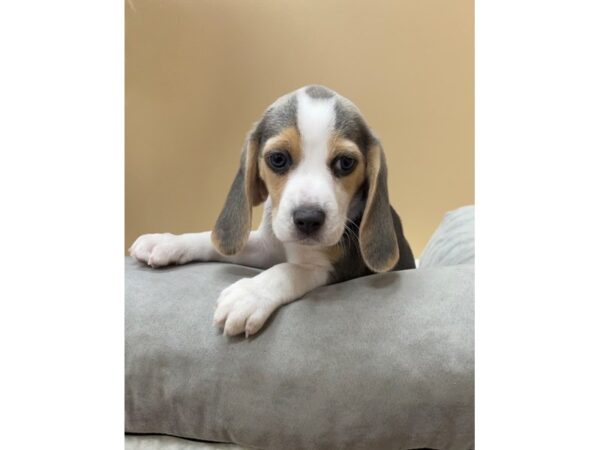 Beagle DOG Female Blue 11834 Petland Henderson, Nevada