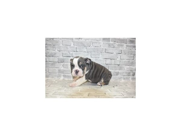 English Bulldog DOG Male Blue and Tan 11839 Petland Henderson, Nevada