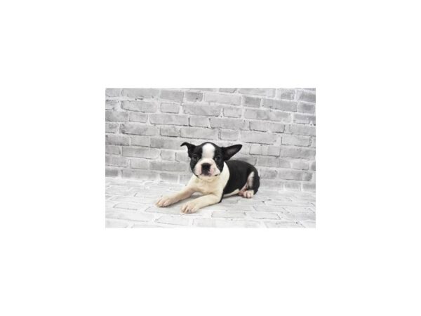 Boston Terrier DOG Male Black and White 11868 Petland Henderson, Nevada