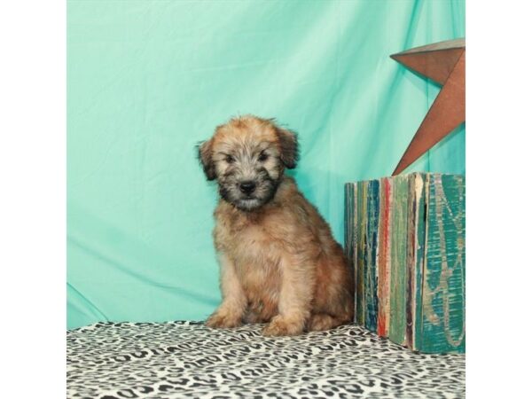 Soft Coated Wheaten Terrier-DOG-Female-Wheaten-11847-Petland Henderson, Nevada