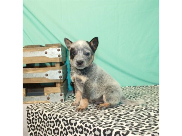 Australian Cattle Dog-DOG-Male-Blue-11842-Petland Henderson, Nevada